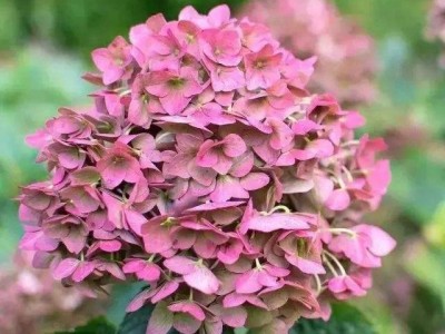 大理 绣球花花种植基地供应5万株图2
