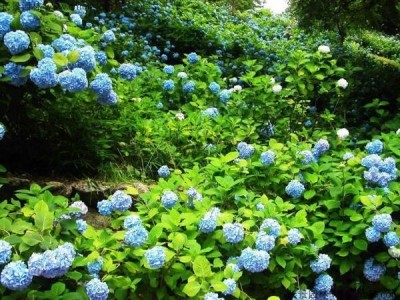大理 绣球花花种植基地供应5万株图3