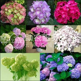 大理 绣球花花种植基地供应5万株图4