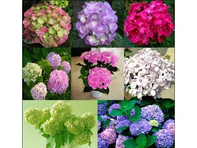 大理 绣球花花种植基地供应5万株图4