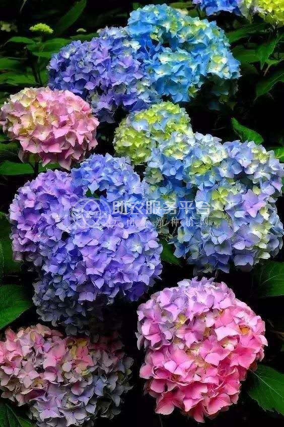 大理 绣球花花种植基地供应5万株图5