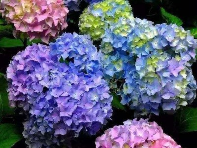 大理 绣球花花种植基地供应5万株图5