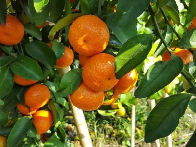 楚雄沙糖桔种植基地供应量9吨图3