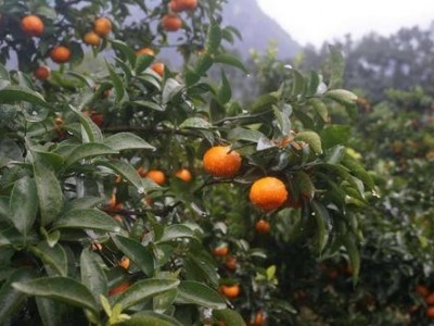 楚雄沙糖桔种植基地供应量9吨图4
