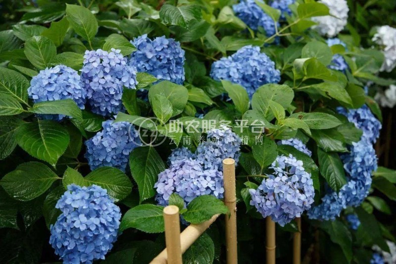 大理 绣球花花种植基地供应5万株图6