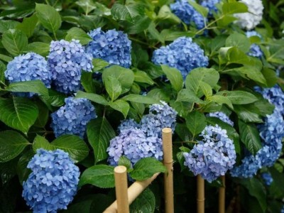 大理 绣球花花种植基地供应5万株图6