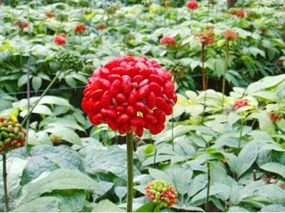 丽江格林恒信三七种植基地 供应量2吨