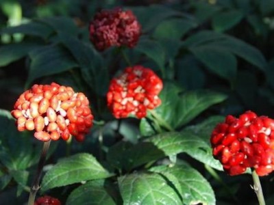 丽江格林恒信三七种植基地 供应量2吨图3