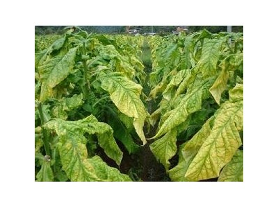 楚雄烤烟种植基地供应量7吨图4