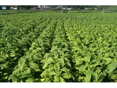 楚雄烤烟种植基地供应量7吨图2