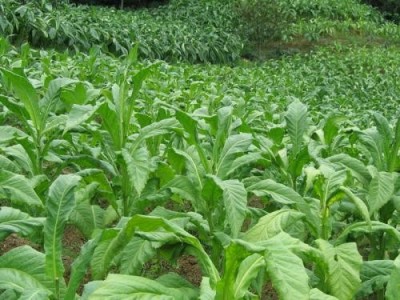 楚雄烤烟种植基地供应量7吨图3