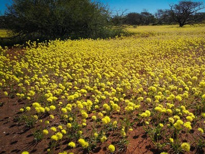 丽江守护大地雏菊花种植基地 供应量10万株图3