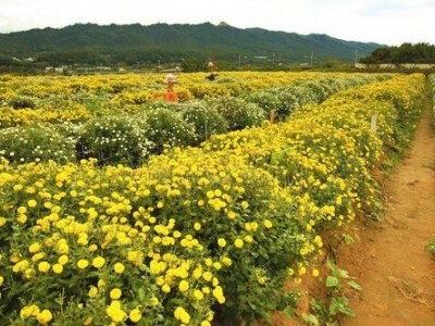 丽江守护大地雏菊花种植基地 供应量10万株图2
