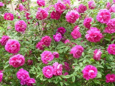 楚雄玫瑰花种植基地供应量8万株图2