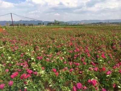 楚雄玫瑰花种植基地供应量8万株图3