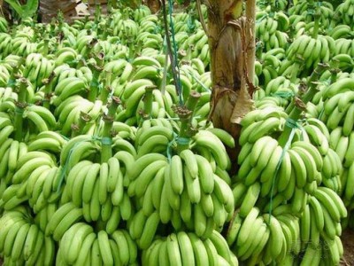 红河子旧香蕉种植基地 供应量 8吨图2