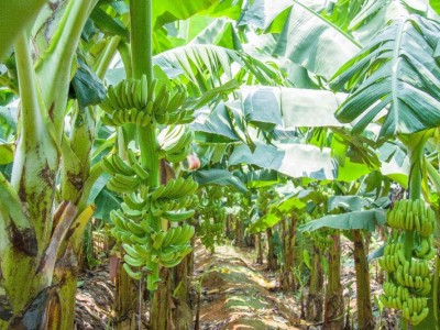 红河子旧香蕉种植基地 供应量 8吨图4