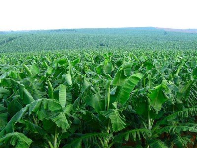 红河子旧香蕉种植基地 供应量 8吨