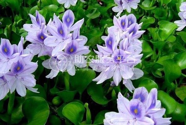 大理凤眼莲种植基地供应5吨图1