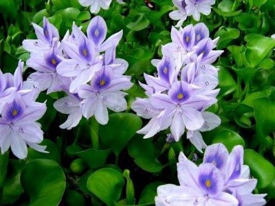 大理凤眼莲种植基地供应5吨