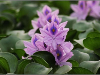 大理凤眼莲种植基地供应5吨图2