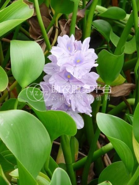 大理凤眼莲种植基地供应5吨图3