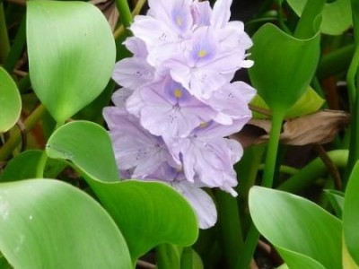 大理凤眼莲种植基地供应5吨图3