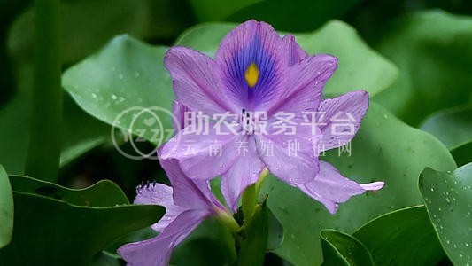 大理凤眼莲种植基地供应5吨图4
