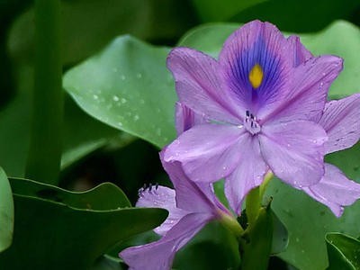 大理凤眼莲种植基地供应5吨图4