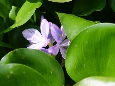 大理凤眼莲种植基地供应5吨图5