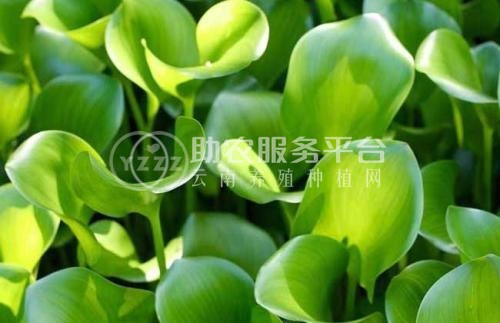 大理凤眼莲种植基地供应5吨图6