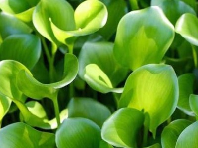大理凤眼莲种植基地供应5吨图6