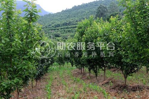 丽江百富樱桃种植基地供应量3吨图9