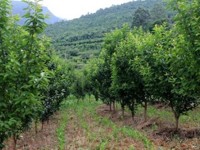 丽江百富樱桃种植基地供应量3吨图9