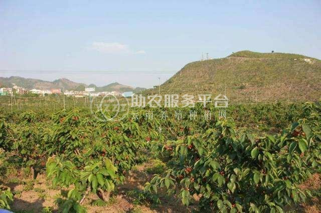 丽江百富樱桃种植基地供应量3吨图1