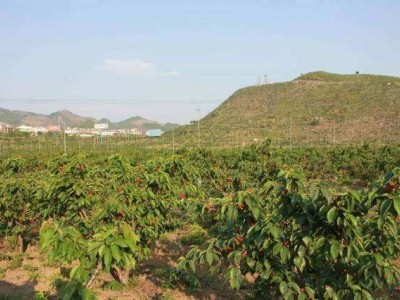 丽江百富樱桃种植基地供应量3吨