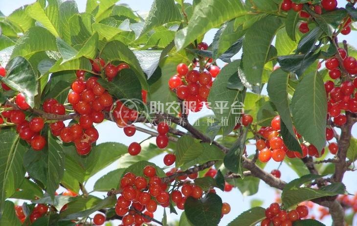 丽江百富樱桃种植基地供应量3吨图4