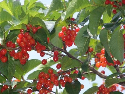 丽江百富樱桃种植基地供应量3吨图4