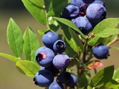 楚雄蓝莓种植基地供应量7吨图3