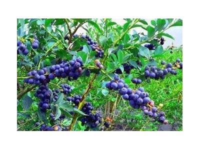 楚雄蓝莓种植基地供应量7吨图4