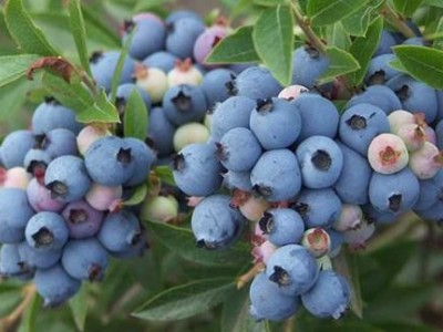 楚雄蓝莓种植基地供应量7吨图2