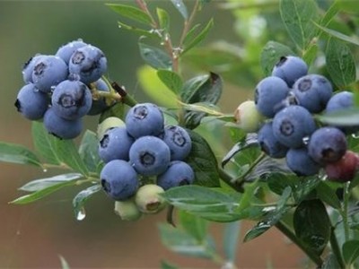 楚雄蓝莓种植基地供应量7吨