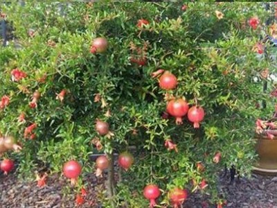 楚雄石榴种植基地供应量7吨图2