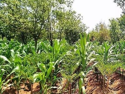 楚雄魔芋种植基地供应量8吨图2