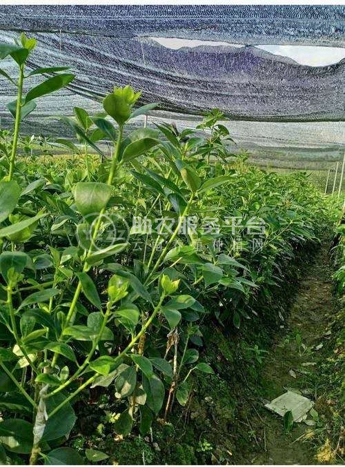大理八角树种植基地供应3万株图1