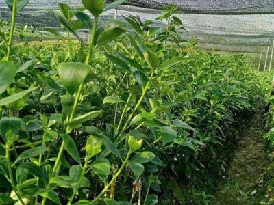 大理八角树种植基地供应3万株