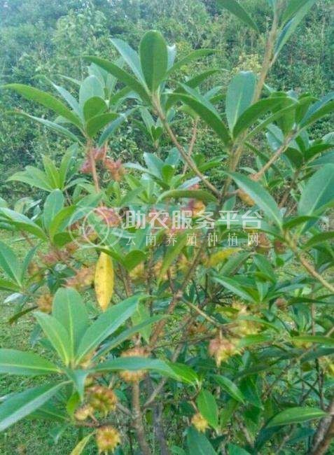 大理八角树种植基地供应3万株图2