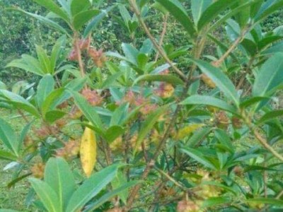 大理八角树种植基地供应3万株图2