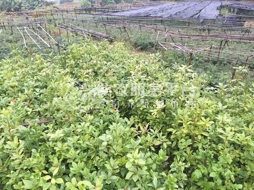 大理八角树种植基地供应3万株图3