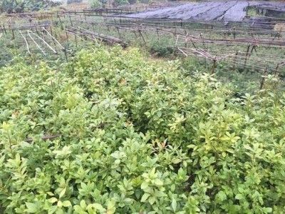 大理八角树种植基地供应3万株图3